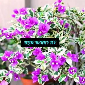 Bougainvillea - Blueberry Ice