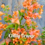 Bougainvillea - Chilly Orange