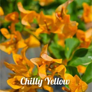 Bougainvillea - Chilly Yellow