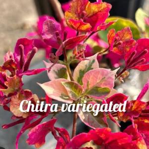 Bougainvillea - Chithra Variegated