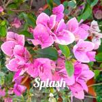 Bougainvillea - Splash