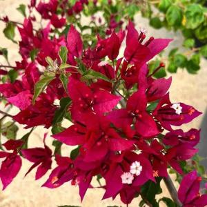 Bougainvillea - Ruby Red