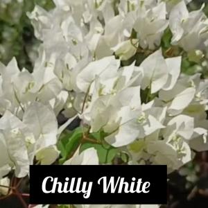 Bougainvillea -  Chilly White