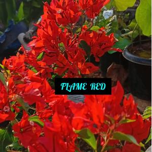 Bougainvillea - Flame Red