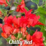 Bougainvillea - Chilly Red