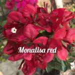 Bougainvillea - Monalisa Red