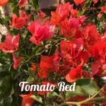 Bougainvillea - Tomato Red