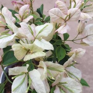 Bougainvillea -Geisha