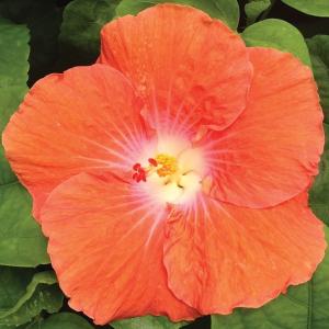 icon Hibiscus