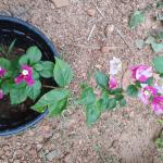 Golden Rao - Bougainvillea