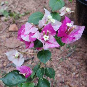 Golden Rao - Bougainvillea
