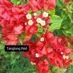 Tanglong Red