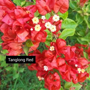 Tanglong Red
