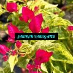 Jakirana Variegated - Bougainvillea