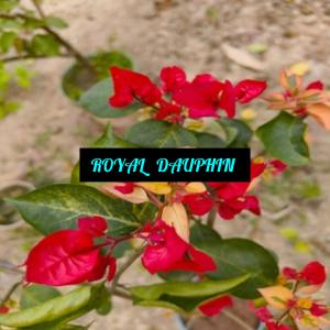 Royal Daulphin - Bougainvillea
