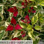 Red Variegated - Breeza