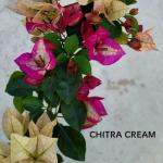 Cream - Chitra