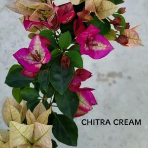 Cream - Chitra