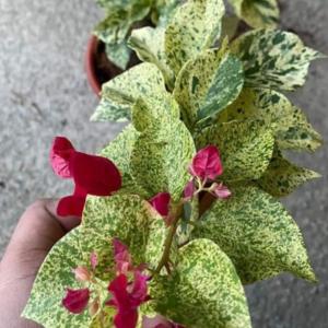 Snow Red