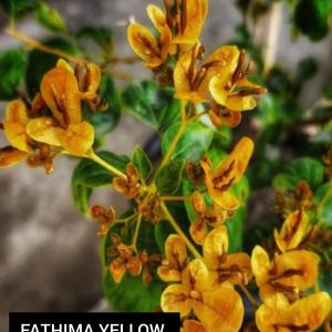 Fathima Yellow