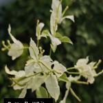 Butterfly White
