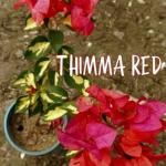 Thimma Red