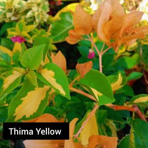Thimma Yellow