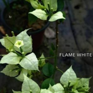 Flame White