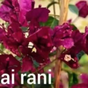 Thai Rani