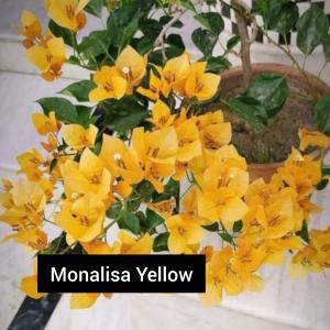 Monalisa Yellow