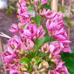 Tanglong Pink