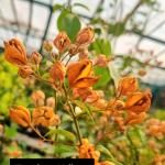Tanglong Yellow