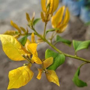 Foxtail Yellow