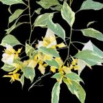 Foxtail Yellow Variegated