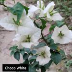 Choco white