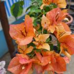Orange September