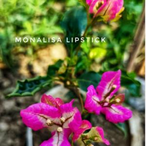 Monalisa Lipstick