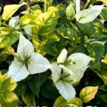 Golden Flame White
