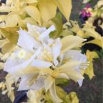 Albino White