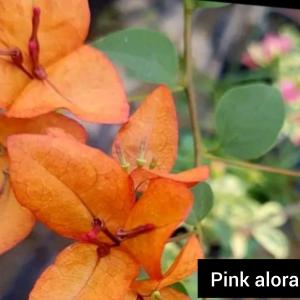 Pink Alora