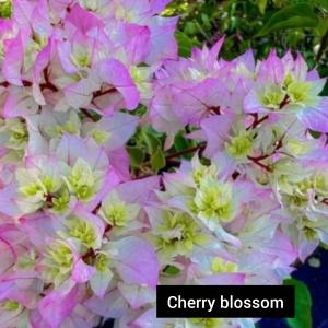 Cherry Blossom
