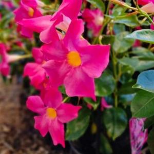 Mandivilla pink