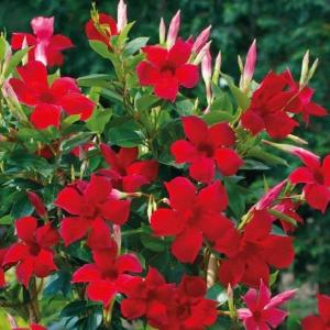 Mandivilla Red
