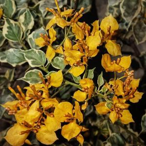 Bougainvillea - Rayfis