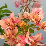 Bougainvillea -Arjuna