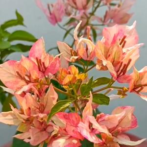 Bougainvillea -Arjuna