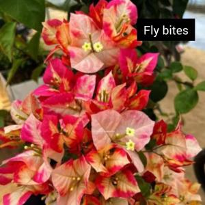 Bougainvillea - Flybites
