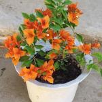 Bougainvillea - Fire Opel Orange