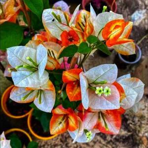 Bougainvillea - Golden Sunshine