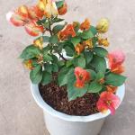 Bougainvillea - Golden Sunshine